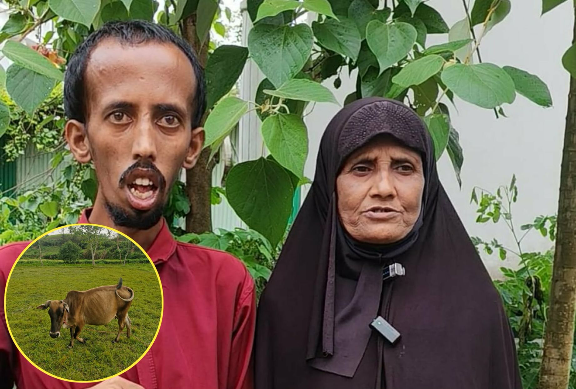 ভারতে আটক গরু ফিরে পেতে  ‎পরশুরামে অসহায় এক নারীর আর্তনাদ ‎