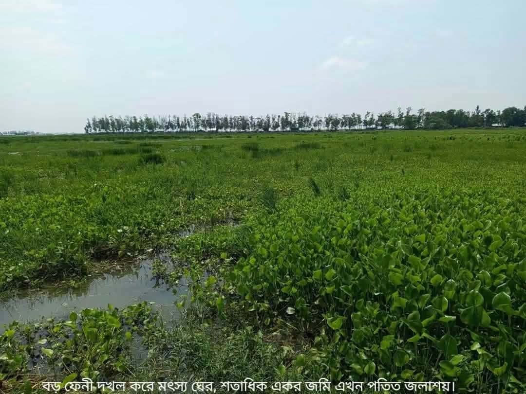 ফেনী নদী দখলে প্রভাবশালী সিন্ডিকেট, মৎস্য ঘেরে বন্দি শতাধিক একর কৃষিজমি